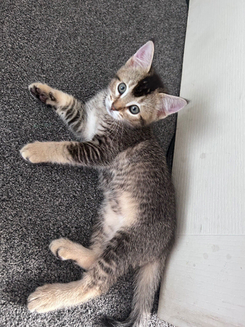 3 kittens Abyssinian mix
