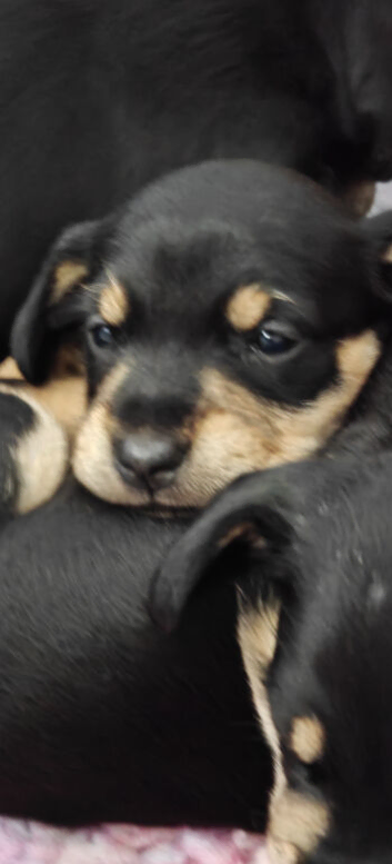 Schnauzer x Daschund F1 Schnoxies puppies