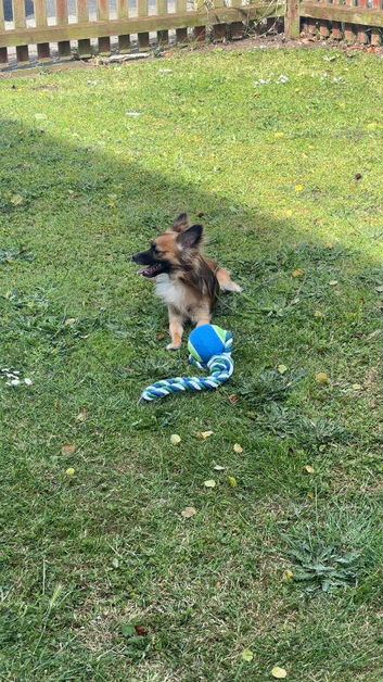 Pomchi for sale male