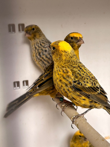 Lizard canary
