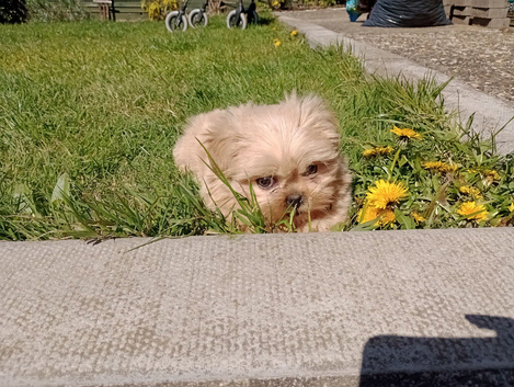 Shih tzu it's not a scam he  on at that price as I want to go to home as am disabled no time wasters . And my son as put it onto