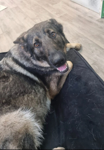 4 year old loyal beautiful girl