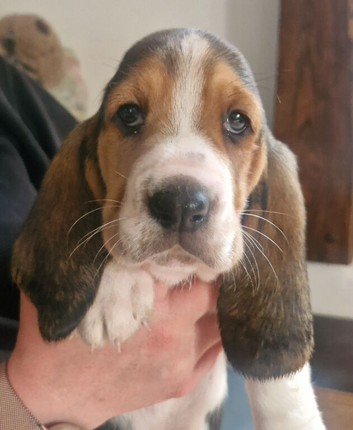Blanket tri basset hound puppy
