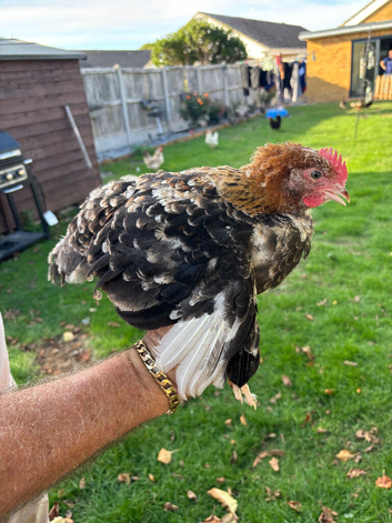 Free to good home