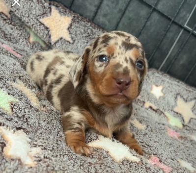 Miniature dachshund puppies