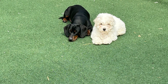 10 week old Bicshon Frise boy
