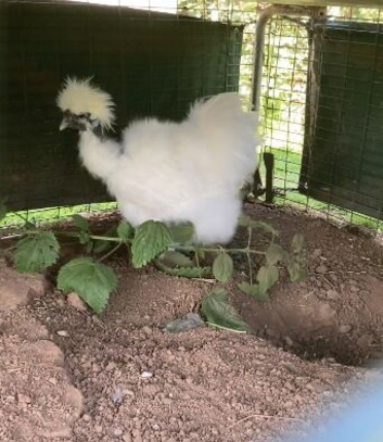 Bearded silkie hatching eggs