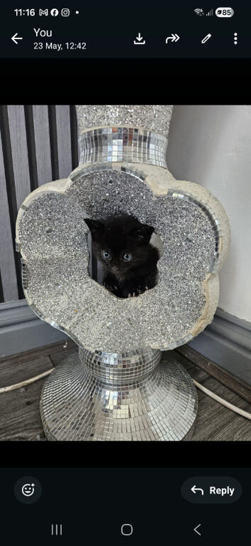 5 week old kittens