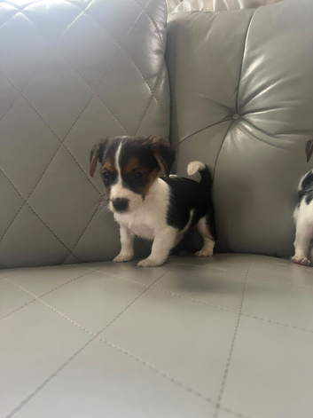 Adorable jack Russell puppies