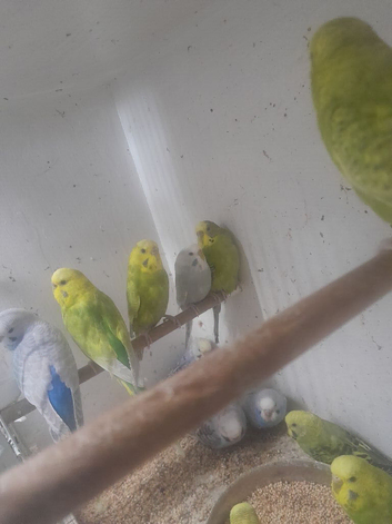 Budgies for sale