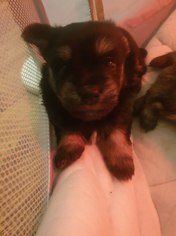 Butiful little puppies for sale