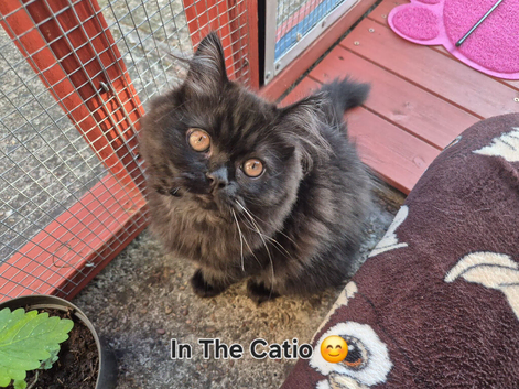 Beautiful Female Persian x Ragdoll Kitten