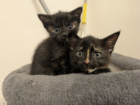 3 Black & Ginger Kittens - Ready to go