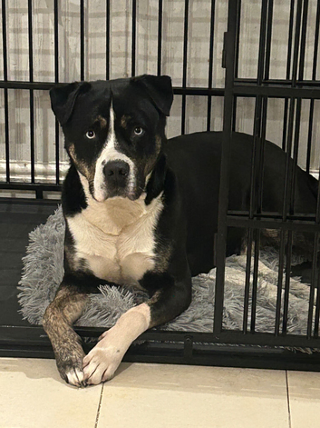 American Bulldog Mix