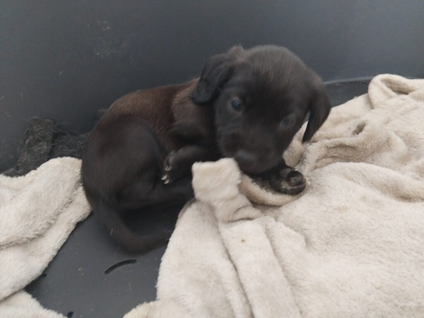 Patterjack boy available