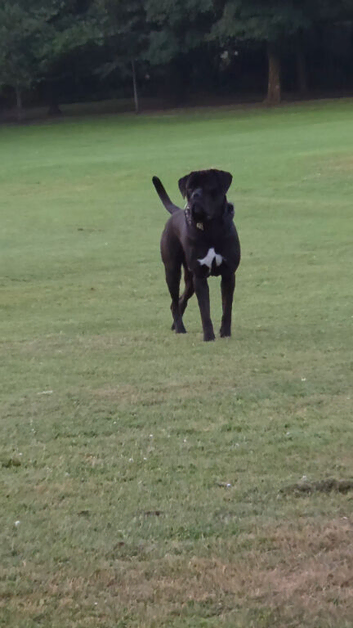 Cane corso male