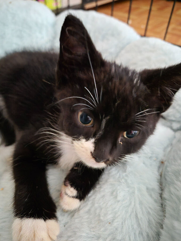 1 Beautiful Female Kitten