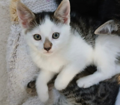 Fluffy Kittens for Sale &ndash; available on Wednesday
