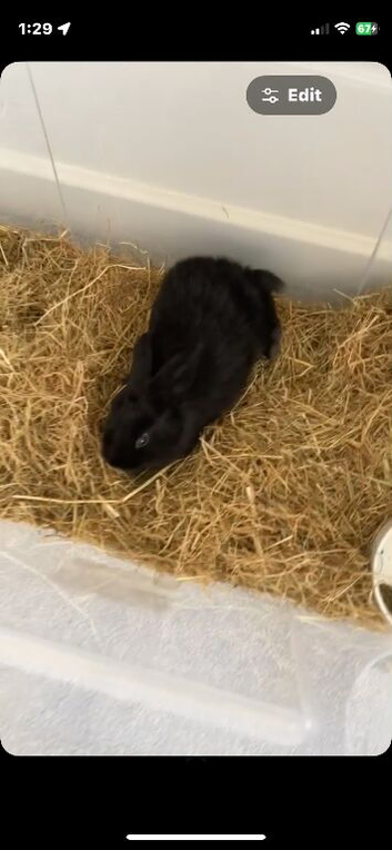 8 week old mini lop black bunny and large hutch