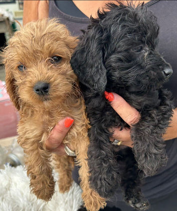 2 Beautiful Adorable Little Boy Cockapoos