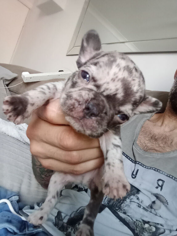 French Bulldog puppies