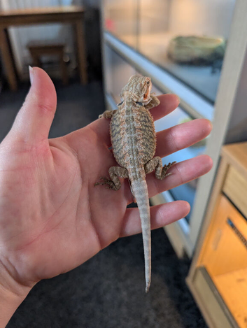Baby bearded dragons ready now