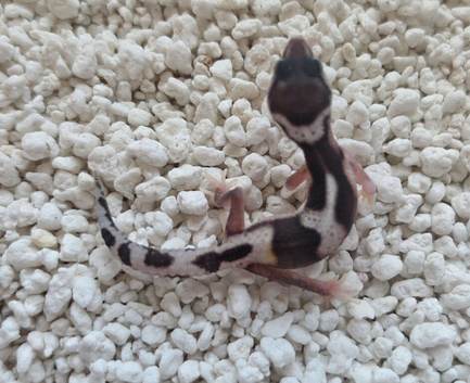 Baby leopard geckos