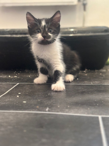 8 week boy ready