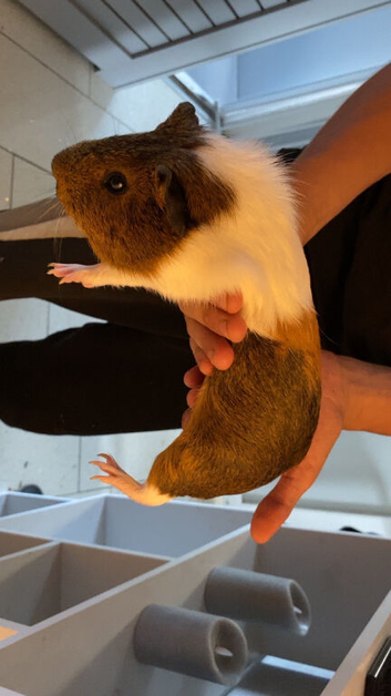Guinea pig