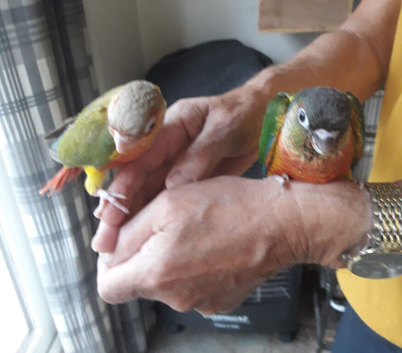 hand reared  yellow sided conures