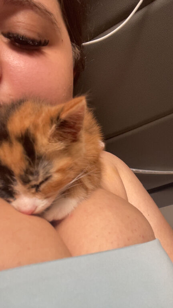 kitten