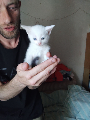 5 Beautiful Kittens