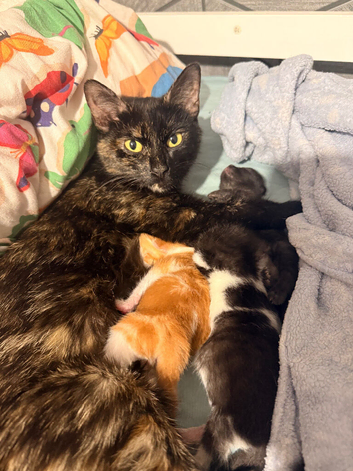 3 kittens for sale