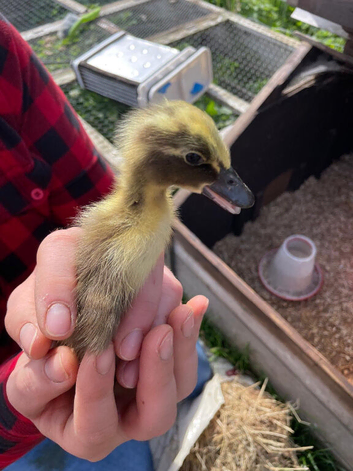 Runner Ducks and Call duck
