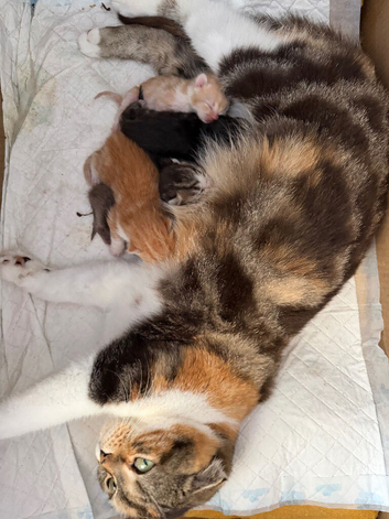 Adorable Scottish fold/straight kittens