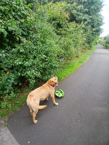 Friendly Labrador looking for new home