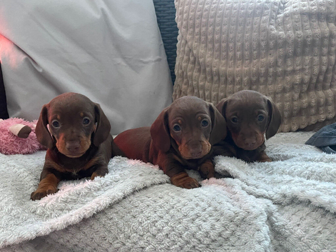 Chocolate and tan miniature dachshund