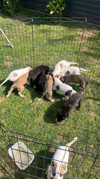 Lurcher puppies