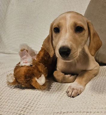 Lovely lurcher puppies