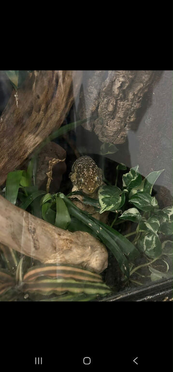 Leachianus Gecko