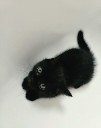 Kittens Ready to Go
