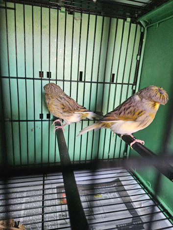 Stunning Pair glosters canaries