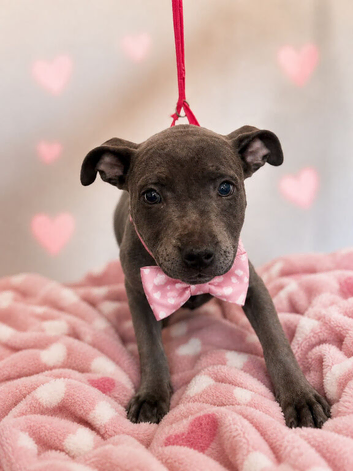 Gorgeous blue staffy puppies for sale all kc registered