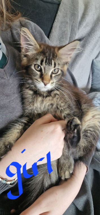 Maine Coon Kittens for sell