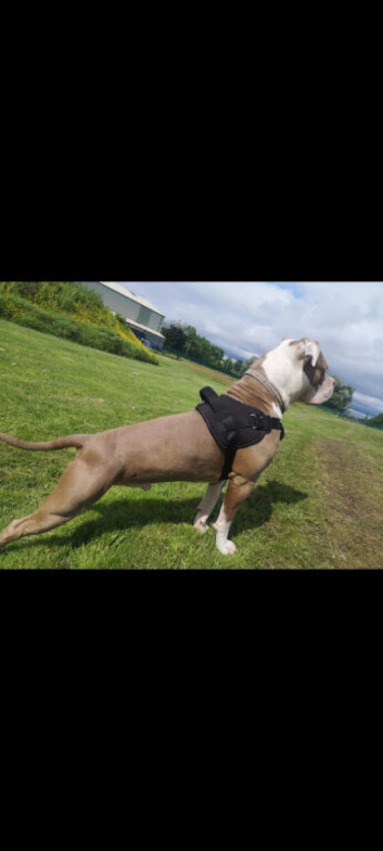 Stunning American Bulldog for stud