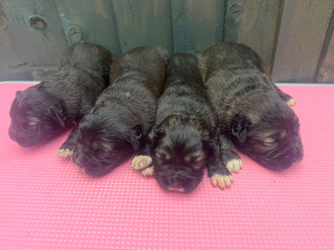 7 stunning puppies for sale ready to leave 1st October