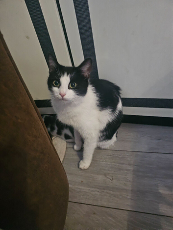 Kittens