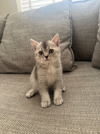 Only Three BSH registered kittens left