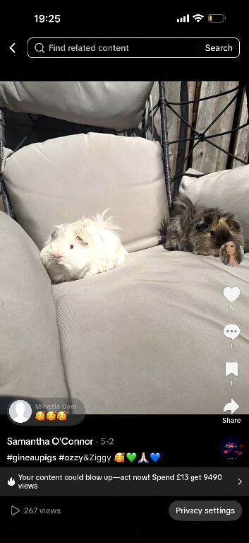 2 male guinea pigs 1 year old