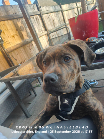 Milo,english mastiff x staffy